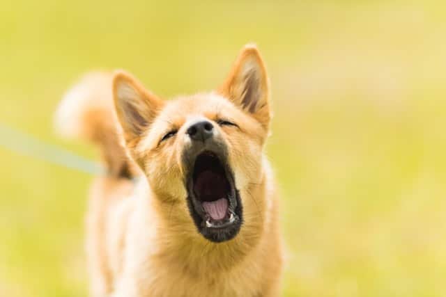 A brown puppy barking