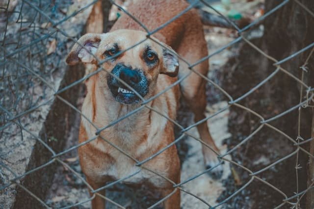 An aggressive dog standing behind the chain link wall