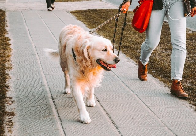 A dog walking on a road with its owner