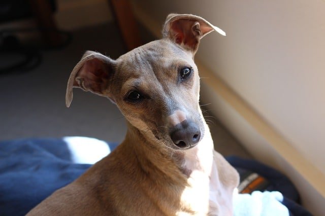 An italian greyhound looking into the camera