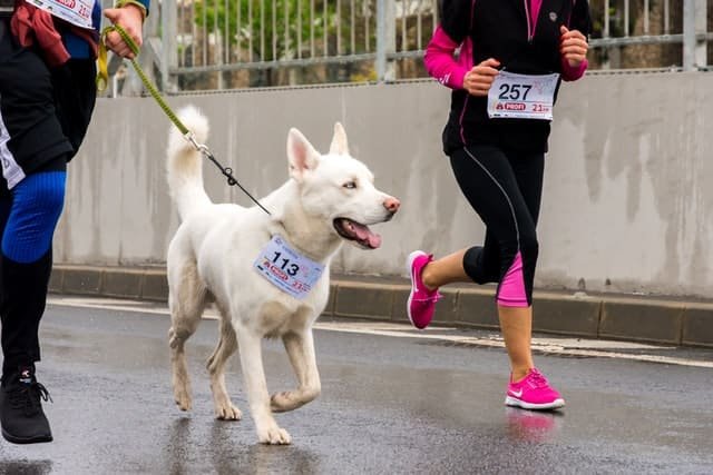 A dog running with two people on the road