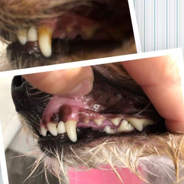 A dog suffering from dental disease.