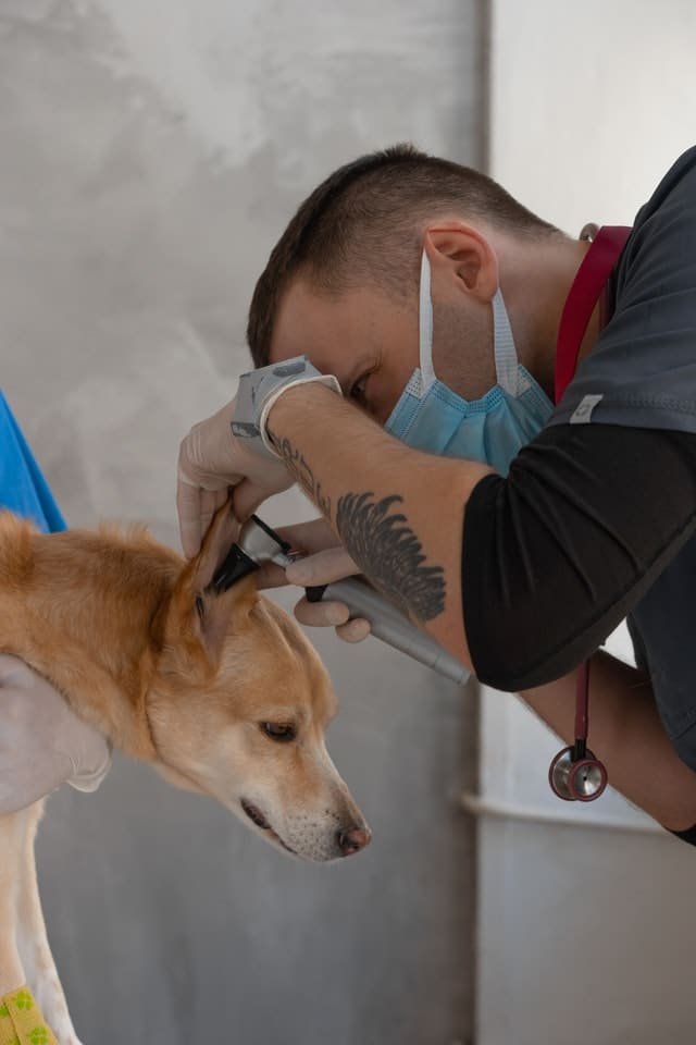 A vet examining dog's ears