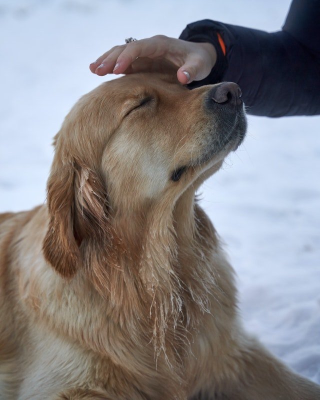 A dog being caressed by his owner