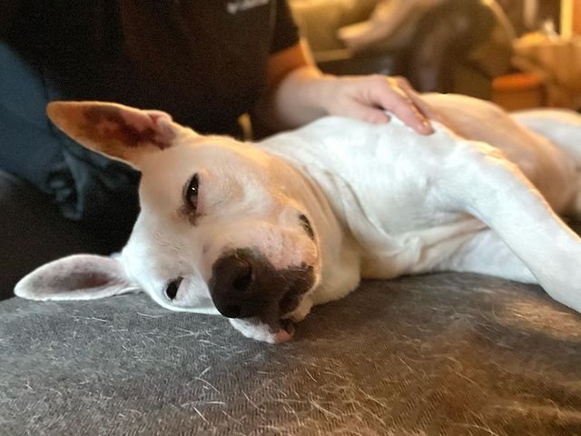 A dog getting oil massage from his owner.