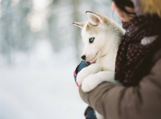 A persion carrying a serbian husky puppy