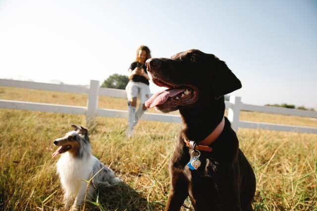 A labrador retriever along with collie