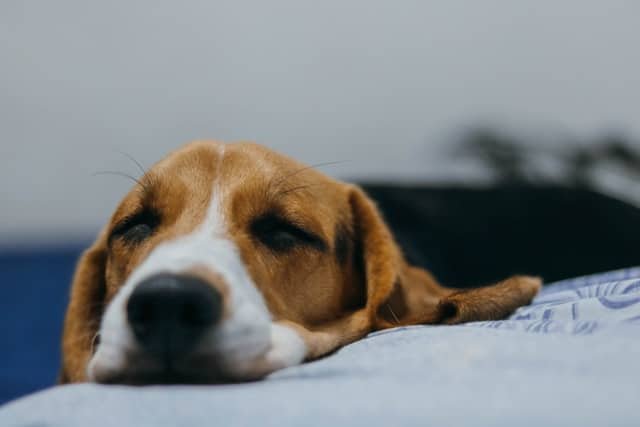 A dog having health issues due to overweight