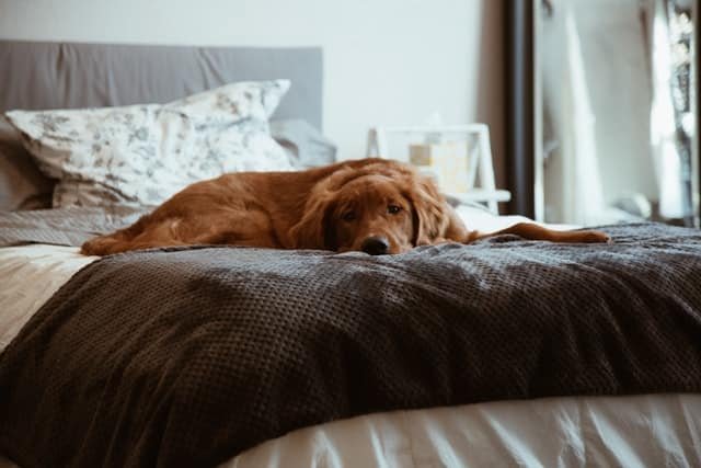 A sick dog lying on the bed