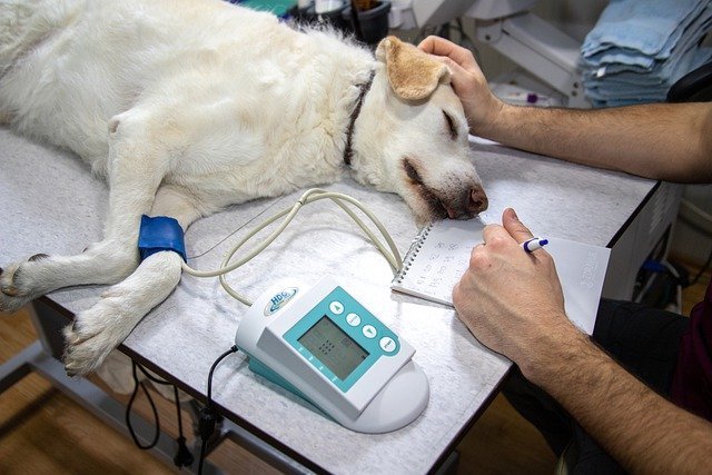 A dog undergoing treatment in a clinic