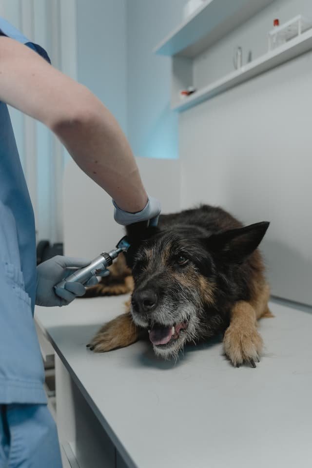 A dog getting the injection from a vet