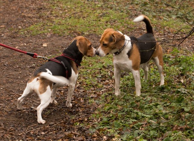 Adorable domestic Beagle dogs touching noses in park