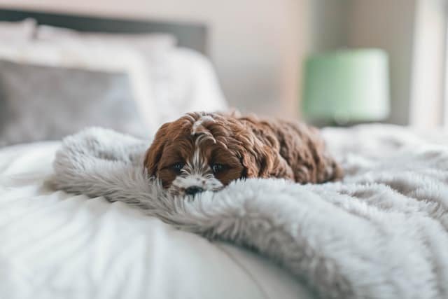 A dog suffering from infection lying on a bed