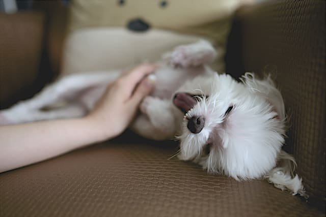 A dog being caressed by its owner