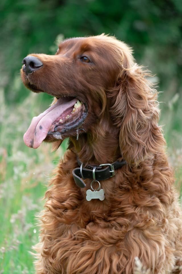 A dog breathing fast