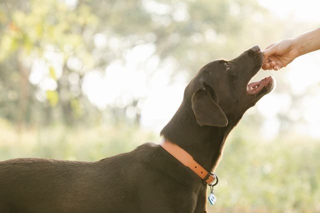 A black dog eating from its owner's hand