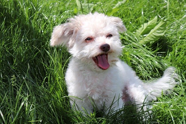 A small puppy barking in the grass