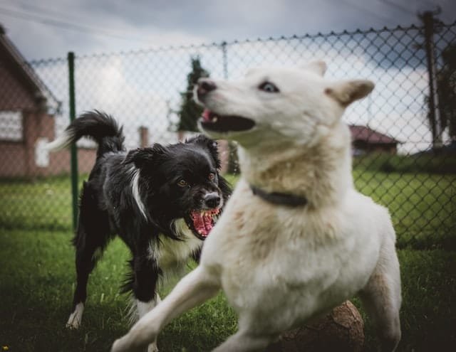 Two aggressive dogs fighting with each other