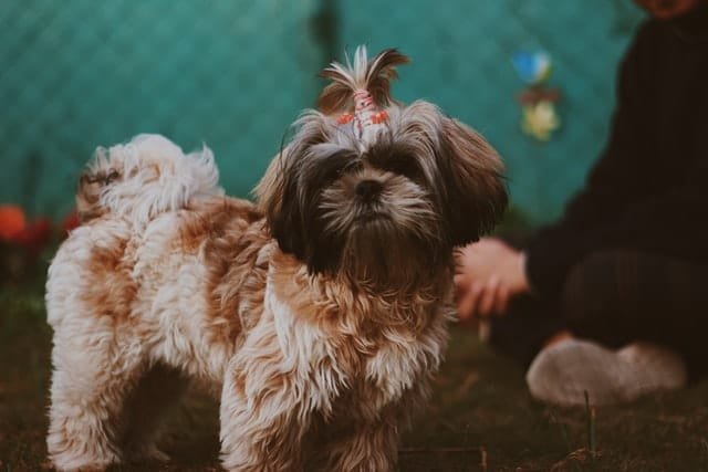 An affenpinscher standing besides its owner