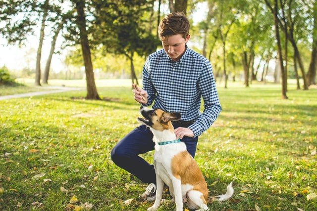 A dog receiving a command from its owner