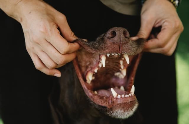 An owner taking care of his dog's teeth