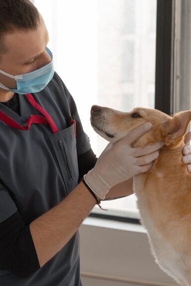 A dog getting checked up by a vet.