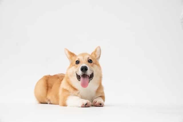 Corgi on neutral background.