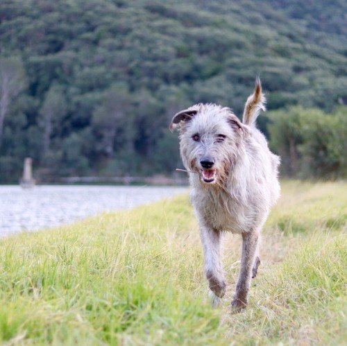 An Irish Wolfhound running on the grass