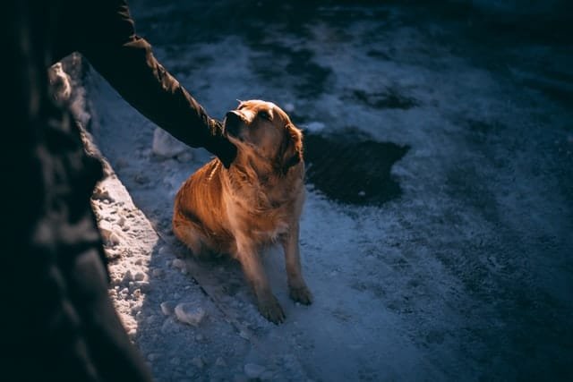 A llab being caressed by his owner