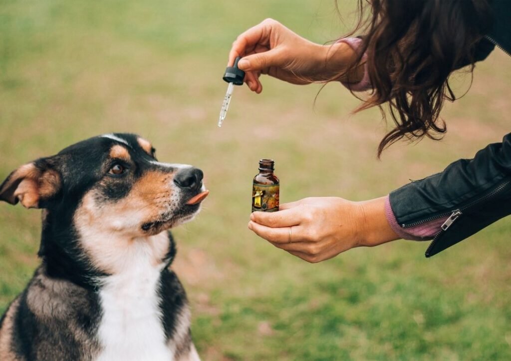 A dog getting medication from his owner