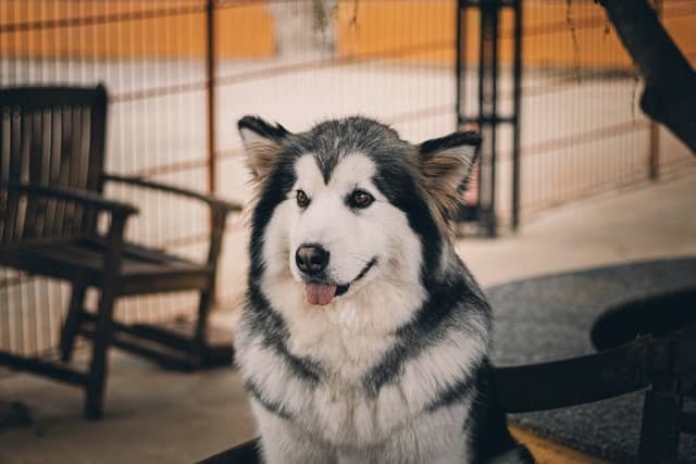 A serbian husky sitting on a chair