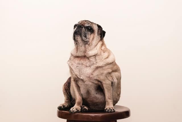 An overweight dog sitting on a stool