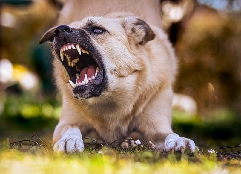 A dog showing its teeth