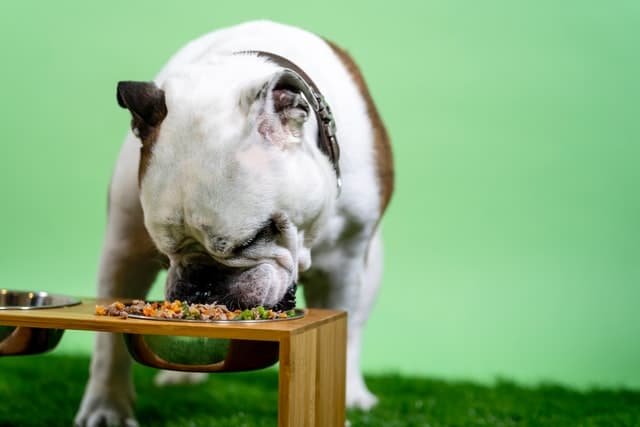 A dog eating healthy food