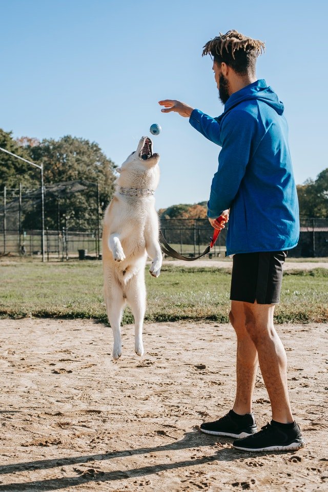 Dog training is part of the puppy owners checklist