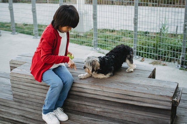 A boy commanding his dog