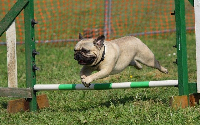 A dog jumping over a barrier