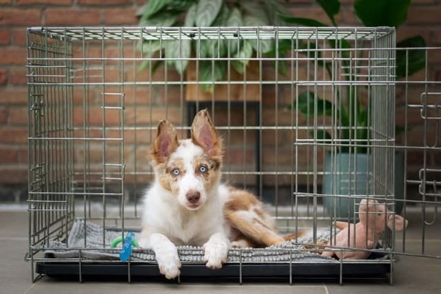 A puppy sitting in its crate
