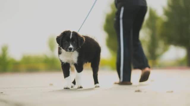 A black and white puppy walking with its owner