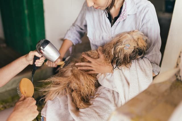 A dog being taken care by doctors.