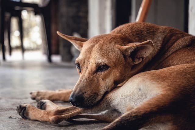 Separation anxiety in dogs can lead to depression and other problems if left untreated