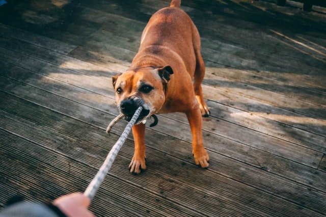 A Mann trying to control an aggressive dog