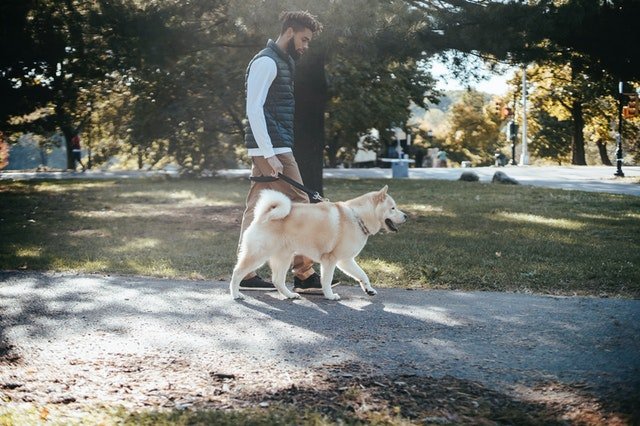 An owner walking with its dog in a park