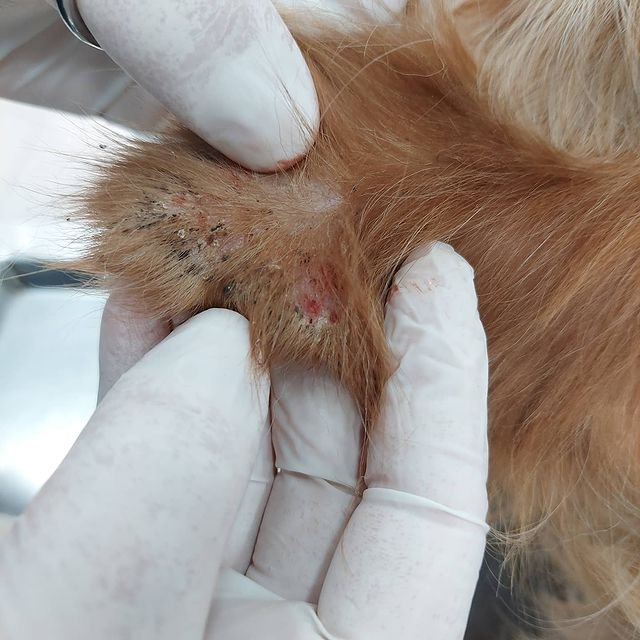 Ear mites is a common disease for dogs
