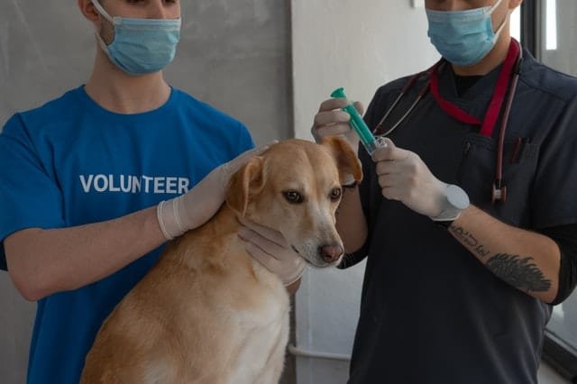 A dog undergoing a test by a vet.