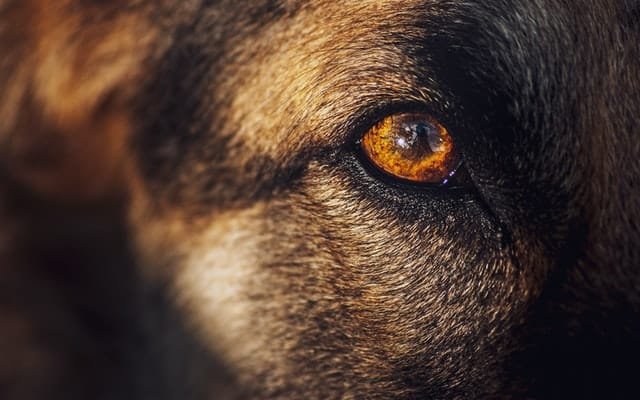 A close up view of dog's eye
