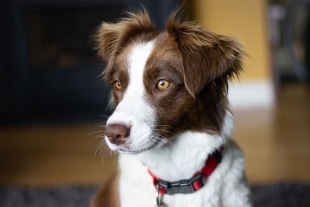 Brown and white Border collie