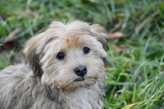 A havanese on the grass looking into the camera