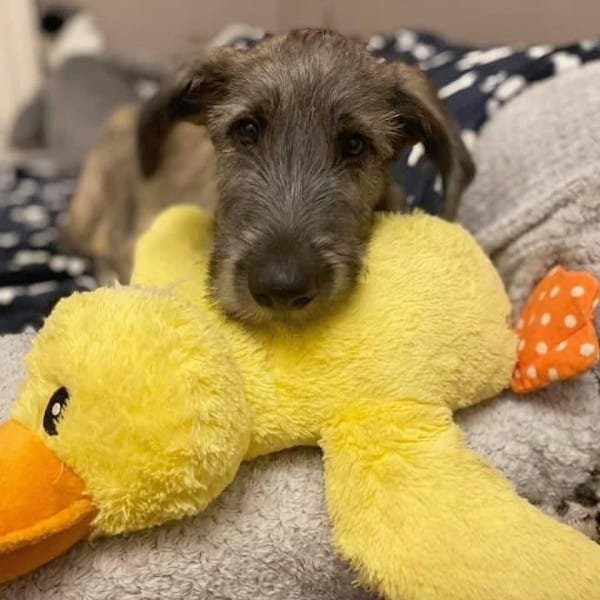 An Irish Wolfhound holding a yellow toy in its mouth