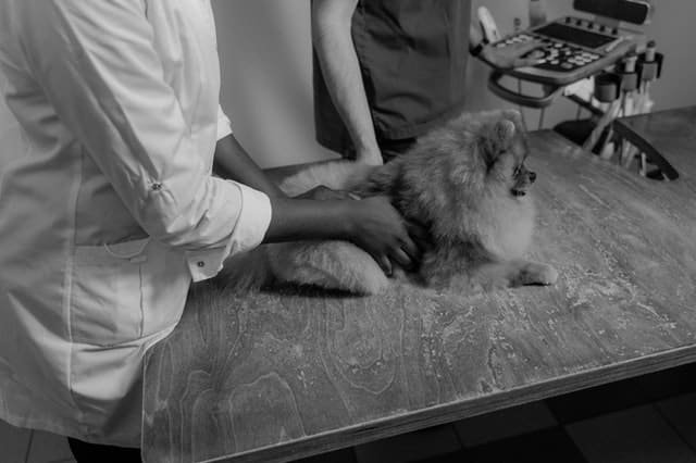 A dog getting the treatment from a vet